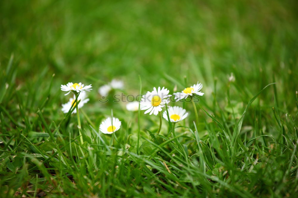 Similar – Beauty of the lawn