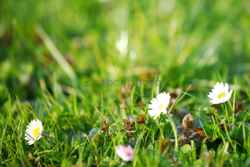 Similar – leicht geöffnete Knospe eines Gänseblümchens im Gras mit Tautropfen