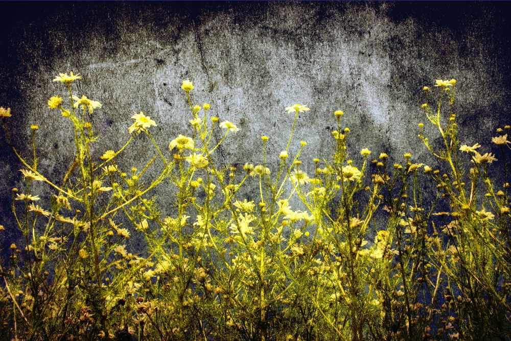 Similar – kornblumen Pflanze grün