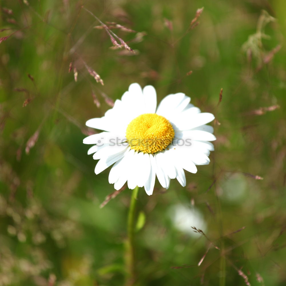 Similar – Gänseblümchen Blume Wiese