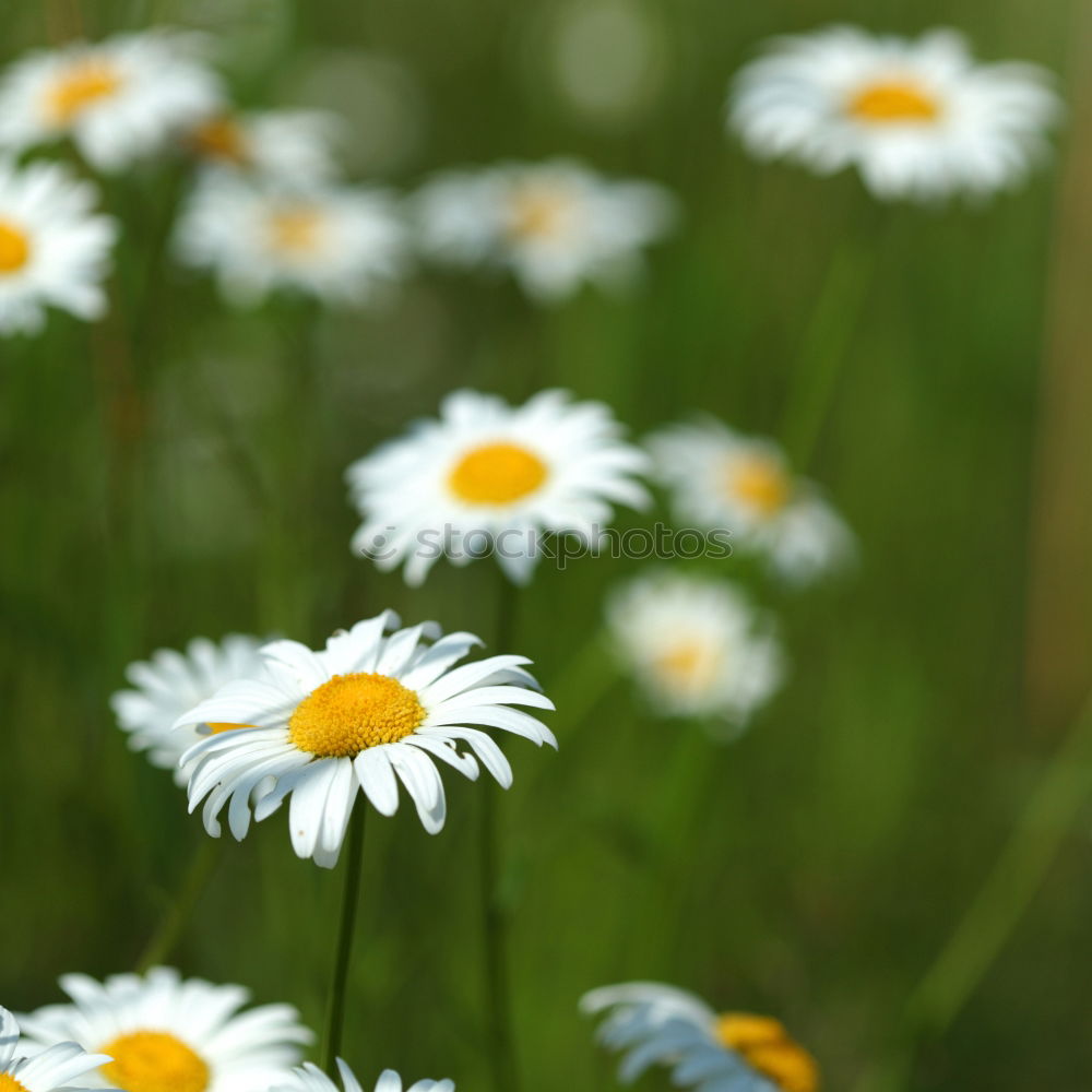 Similar – little flowers Daisy