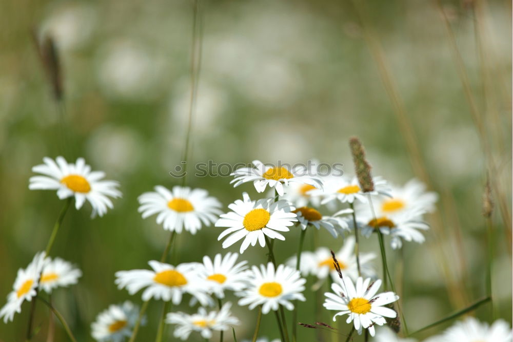 Similar – Image, Stock Photo meadow beauty Meadow