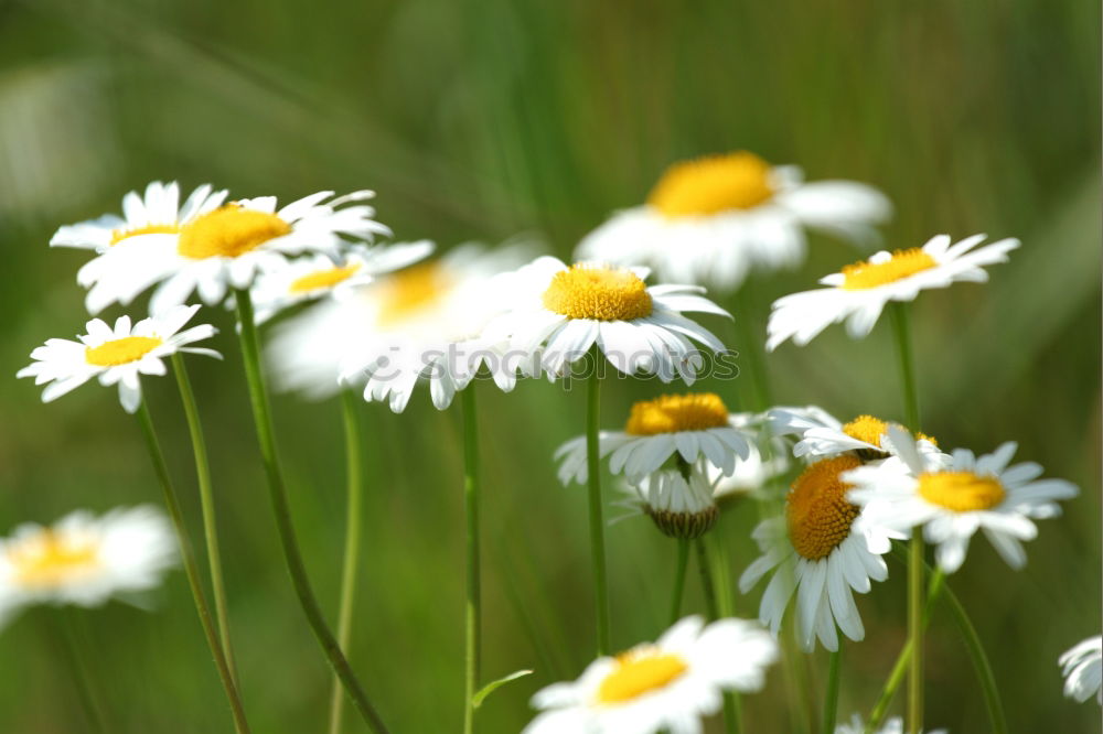 Similar – high up Daisy Flower