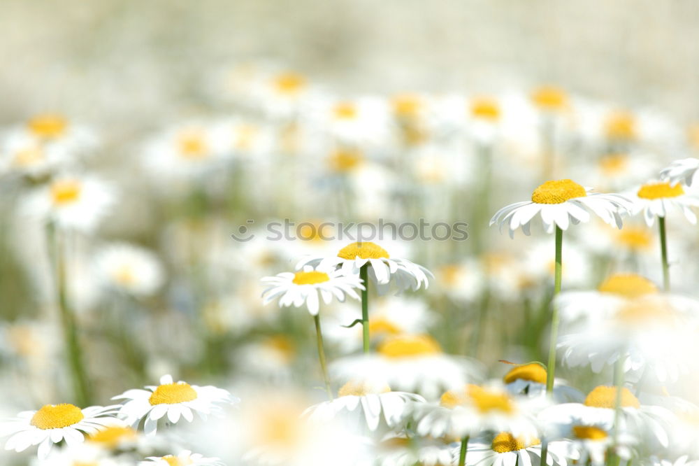 Similar – Image, Stock Photo Sea of flowers at the lake