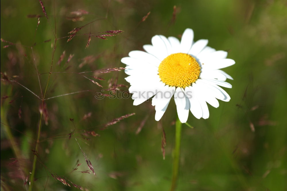 Similar – Gänseblümchen Blume Wiese