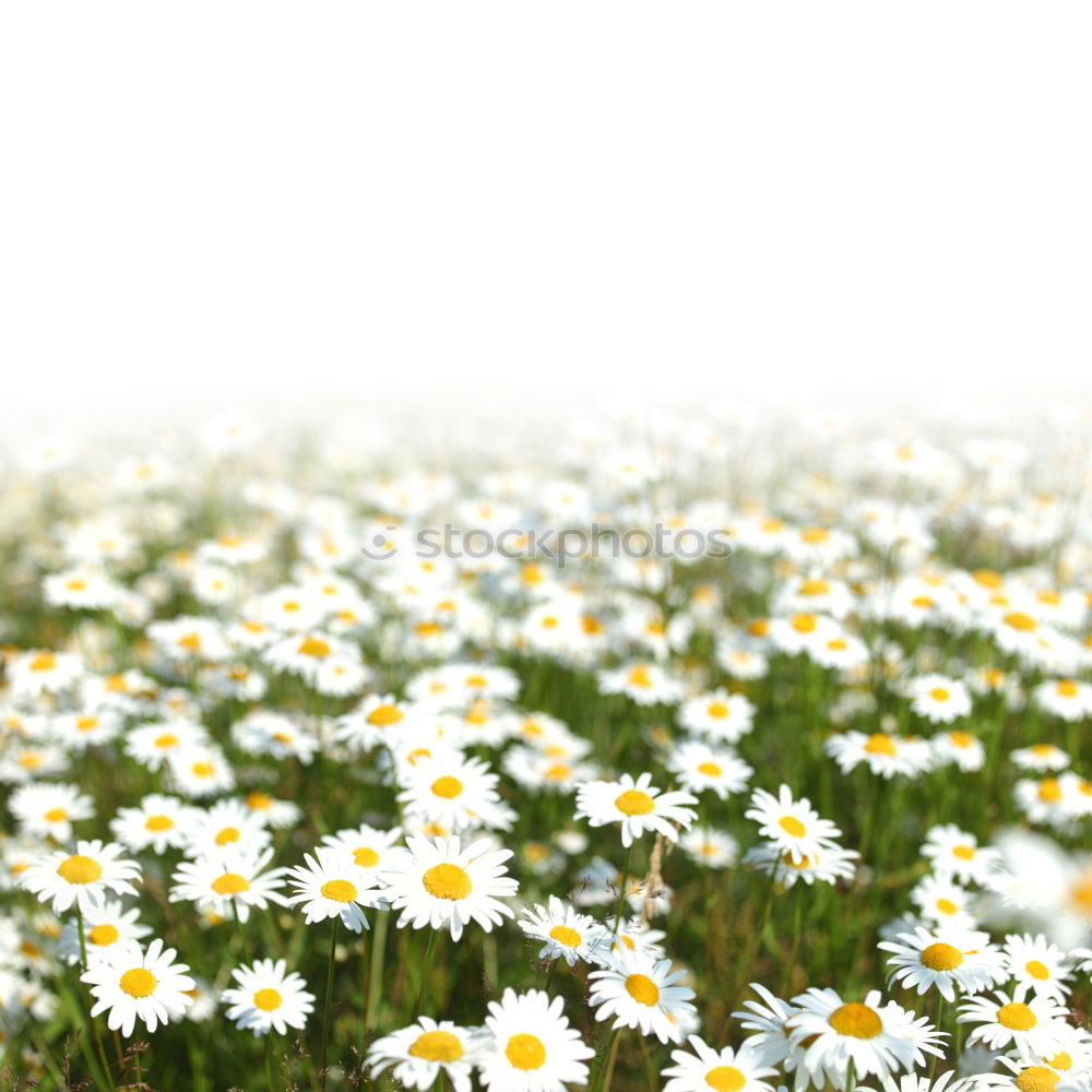 Similar – Image, Stock Photo backlit summer meadow