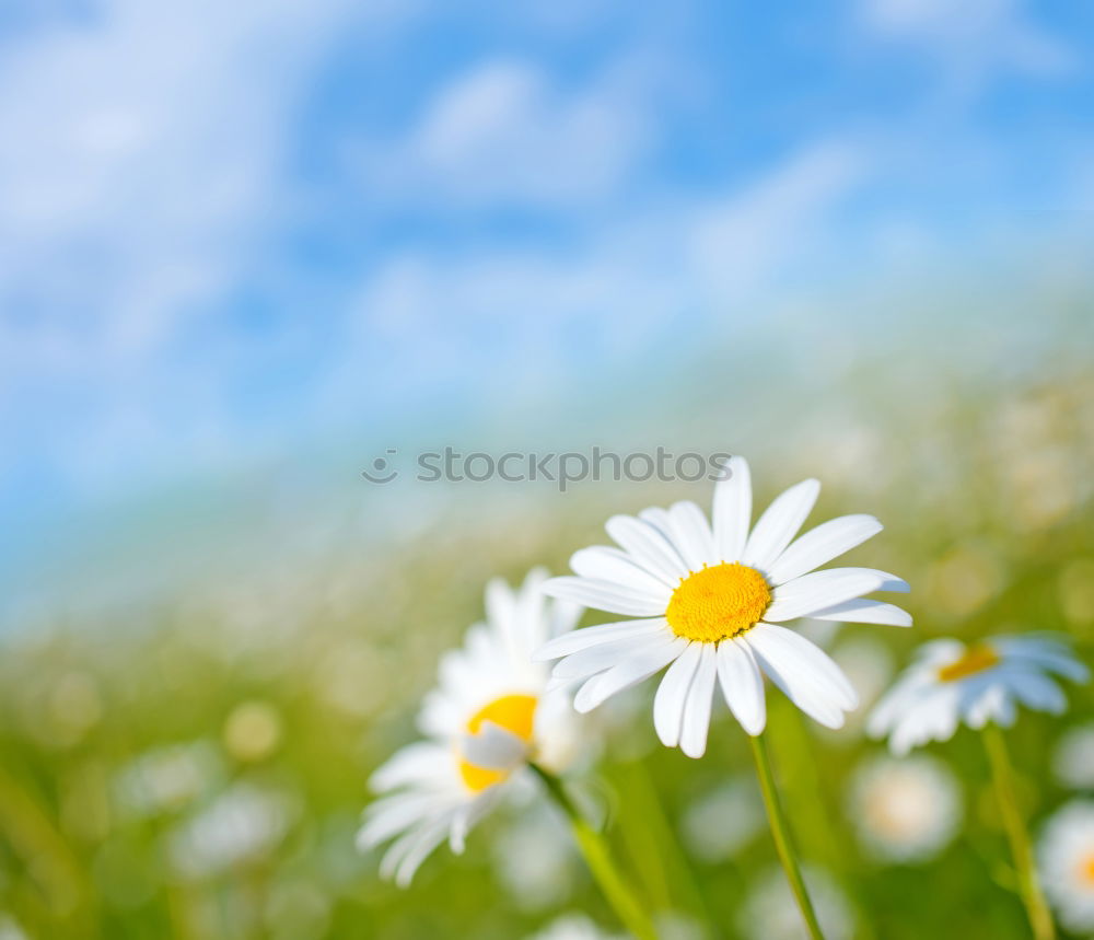 Similar – flowerpower Daisy Flower 2