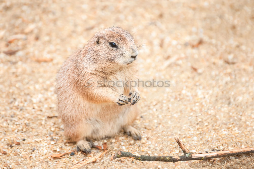 shrew Animal Wild animal