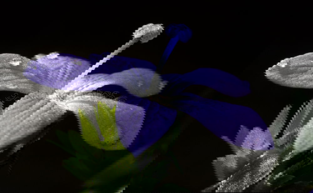 Similar – Image, Stock Photo Flowers 02 Environment