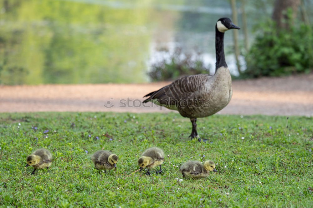 Similar – Sonntagsspaziergang Umwelt