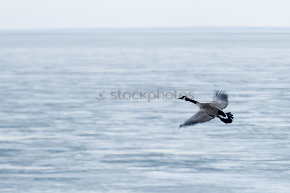 Similar – Vestmannaeyjar | Iceland