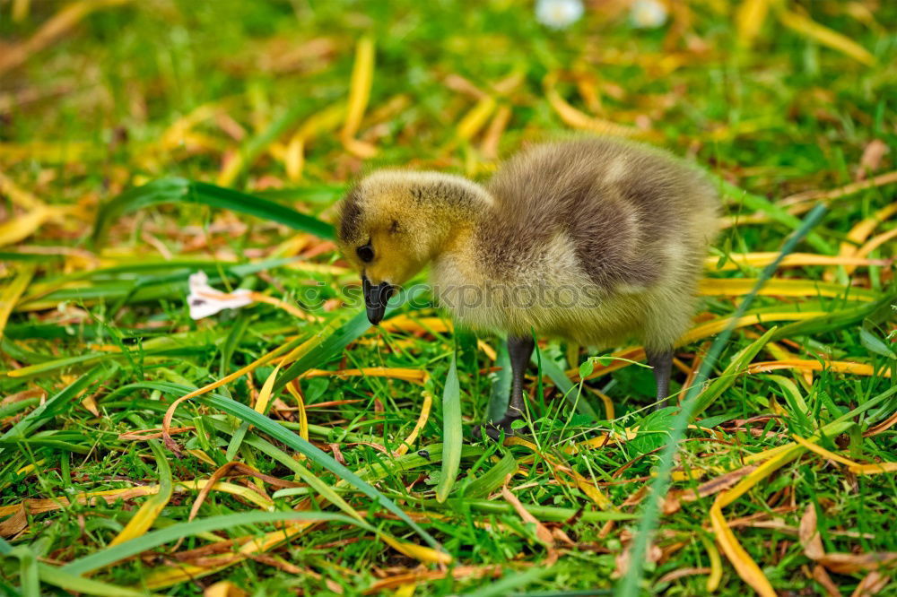 Similar – Image, Stock Photo Fluffy thing Grass Meadow