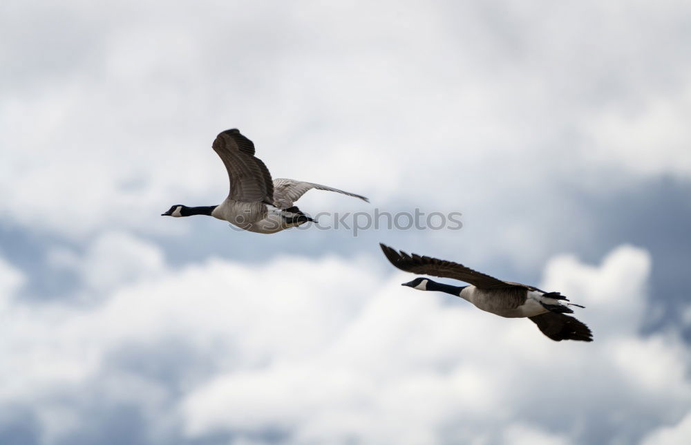 Similar – Greater Flamingos Animal