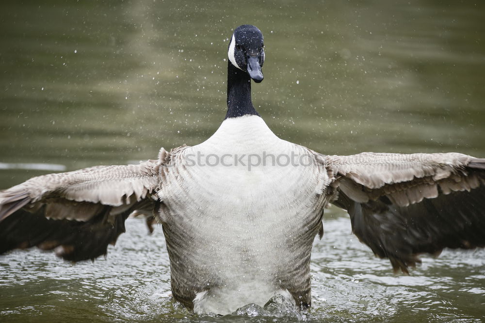 Similar – Image, Stock Photo morning laundry Bird