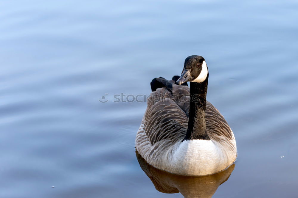 Image, Stock Photo My dear Swan II Animal