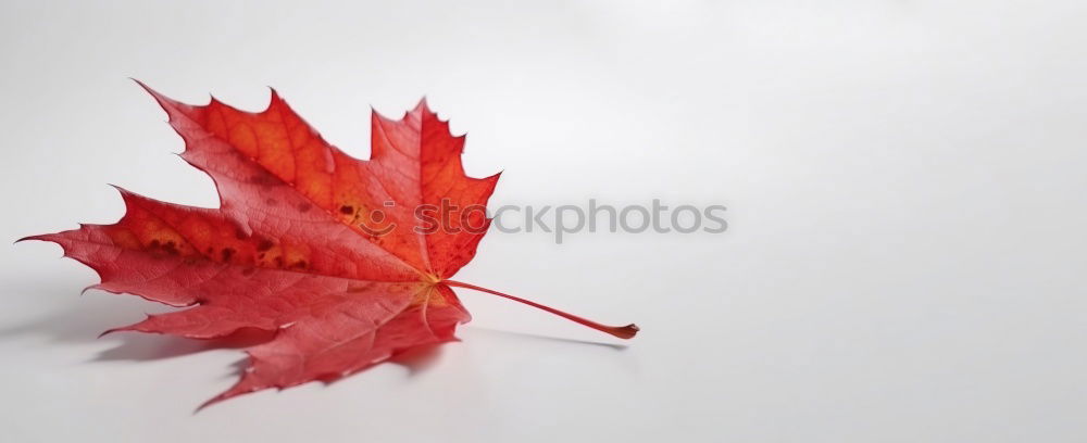 Colored leaves Japan