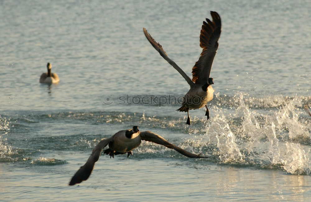 Similar – Image, Stock Photo JUMP OF THE DOLPHINS