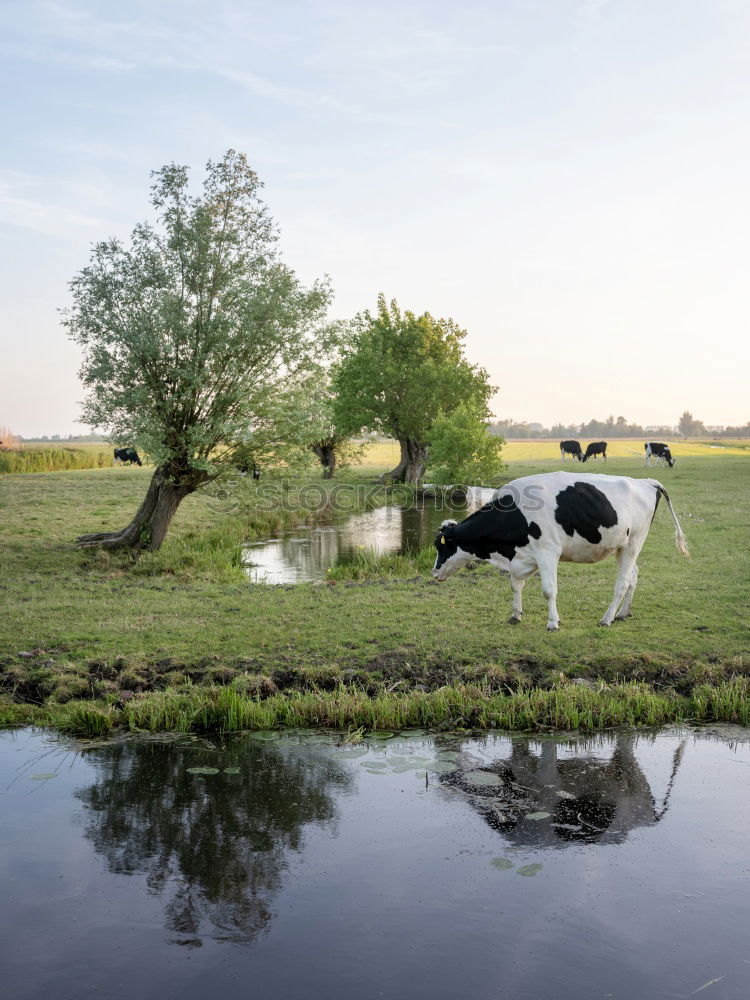 Similar – Foto Bild Das ist die Edith Kuh