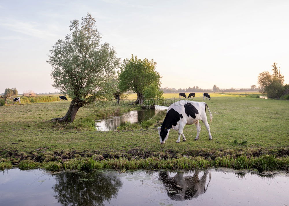 Similar – Oktoberwiese II Umwelt