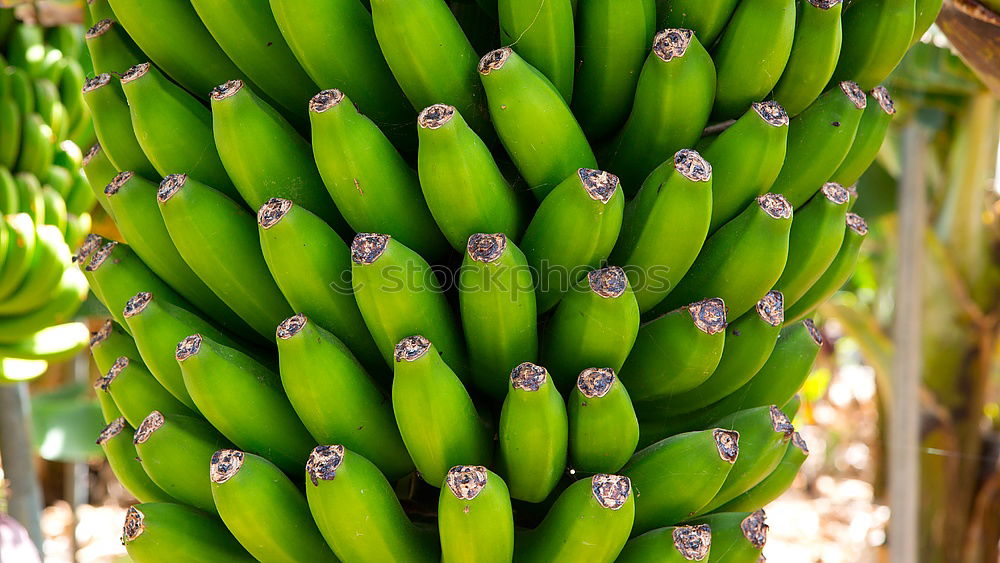 Similar – banana Banana Bushes Green