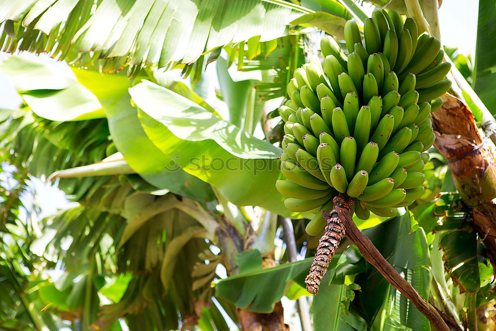 Similar – banana Banana Bushes Green