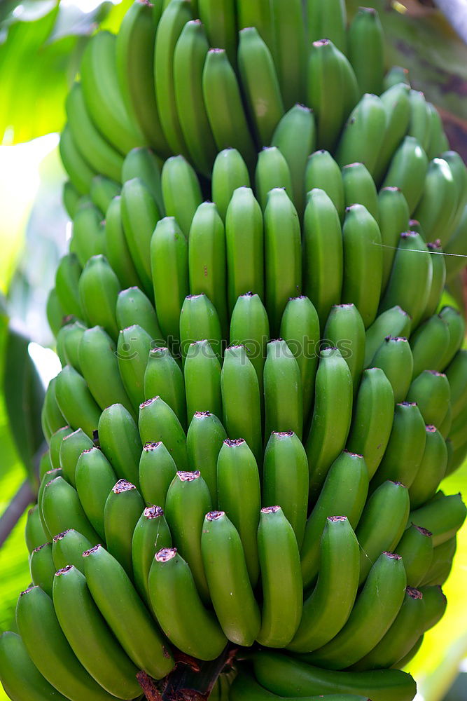 Similar – banana Banana Bushes Green