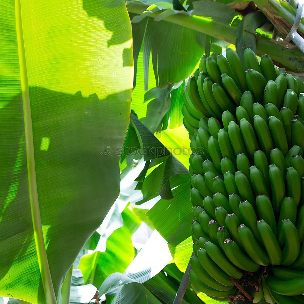 Similar – banana Banana Bushes Green