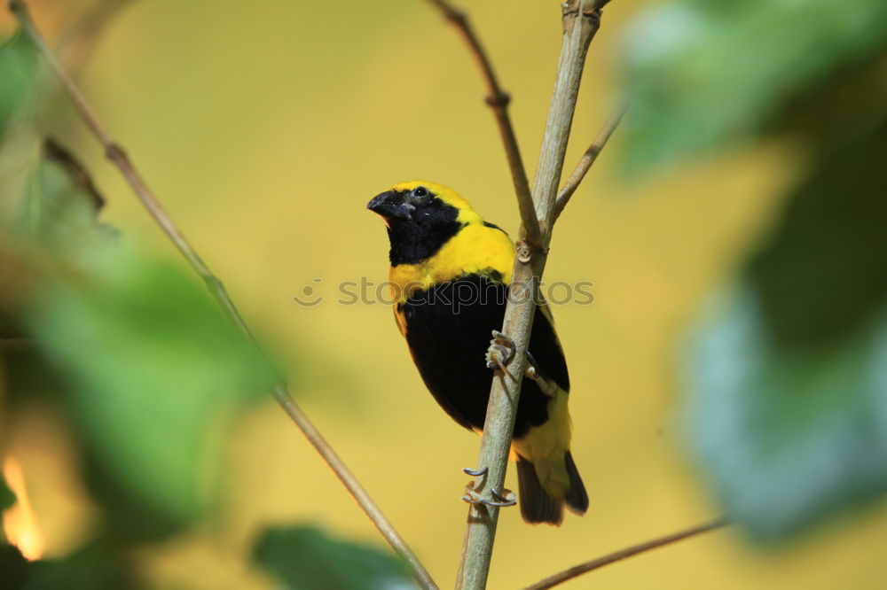 Image, Stock Photo Tit on a birch branch