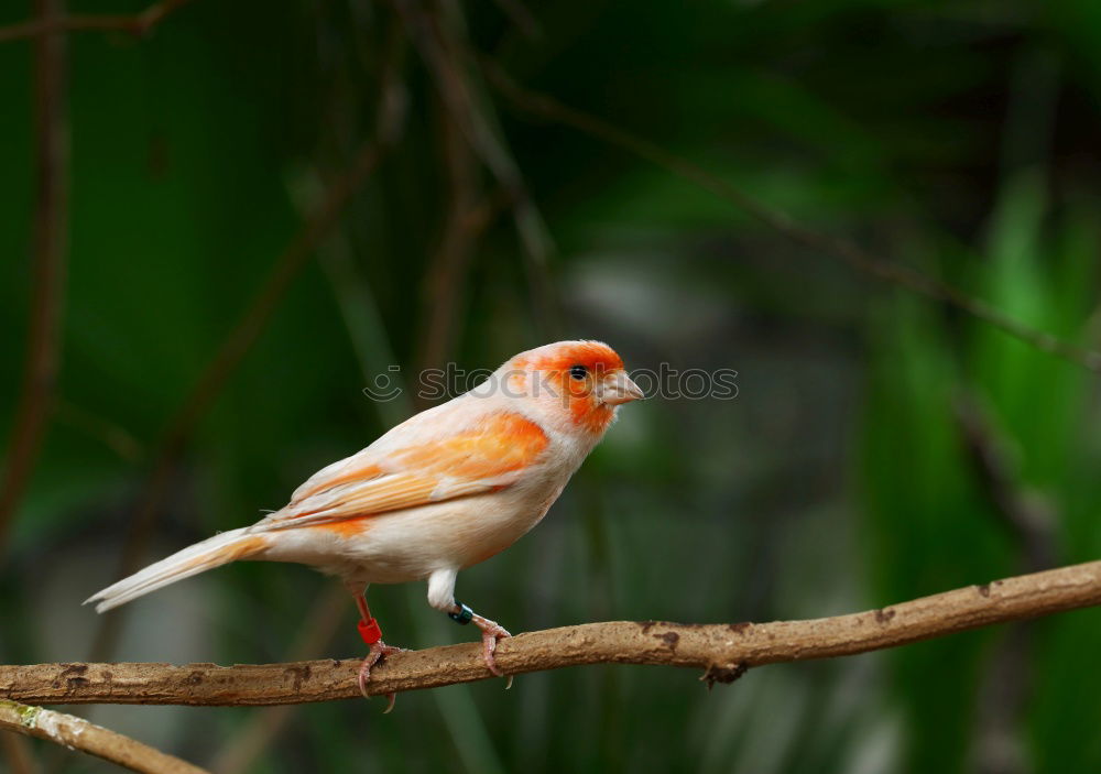 Similar – Image, Stock Photo small observer Nature