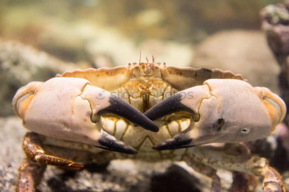 Similar – Close up detail Crab face with mouth and eyes on beach