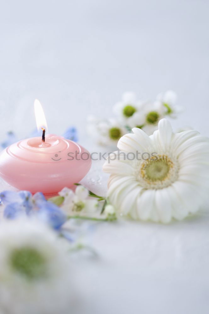 Similar – Lit candle isolated on a pink background. Aromatic pink candle burning