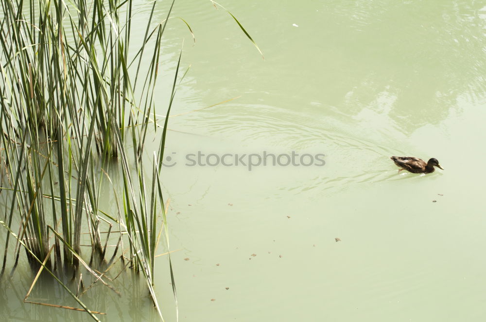 Similar – | | | | Lake Grass Stalk