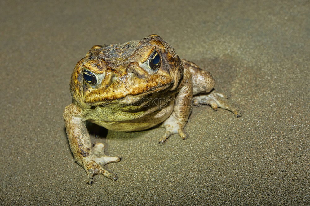 Similar – Lizard in the sand in Gobi desert, China