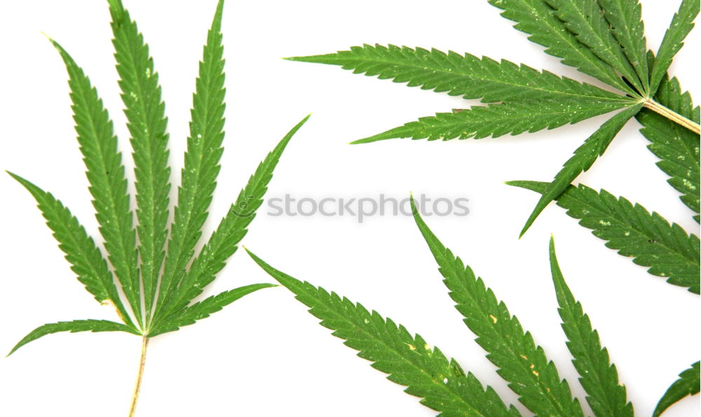 Similar – Foto Bild hangover Hanf Cannabis