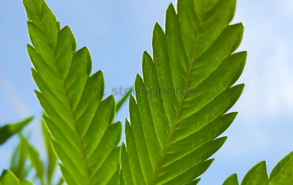 Similar – Image, Stock Photo Excessive Spring V Leaf