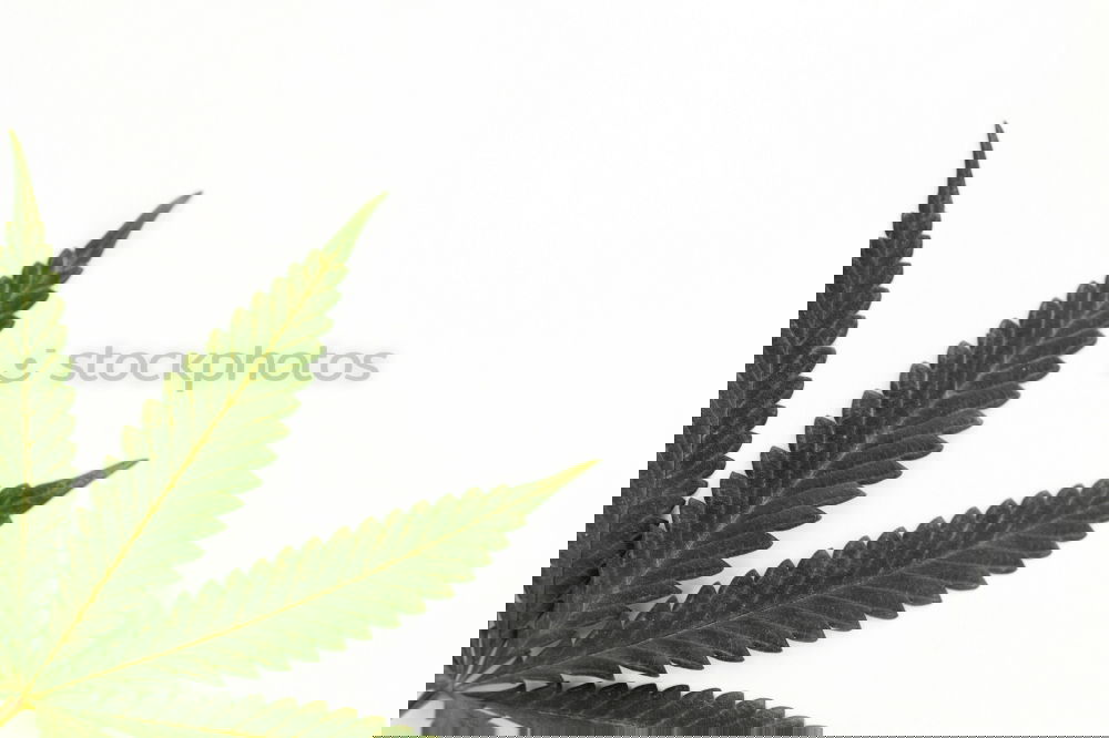 Similar – Image, Stock Photo Cannabis