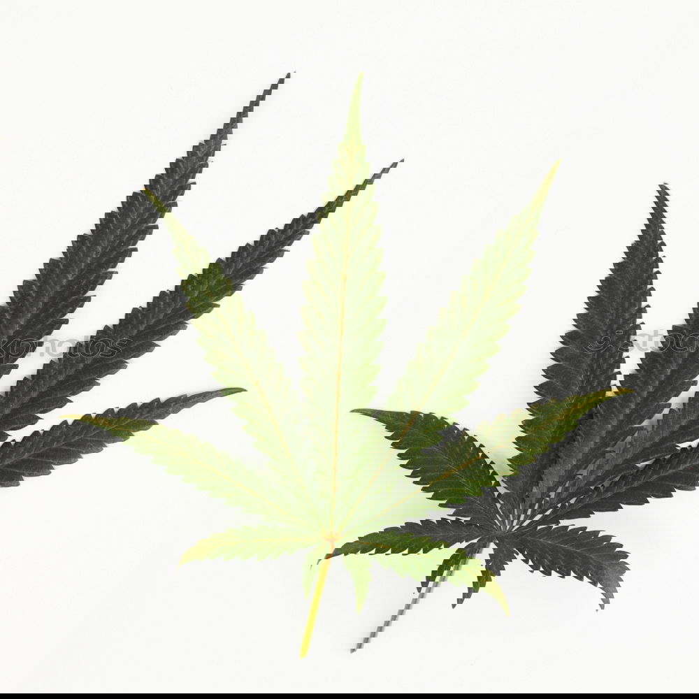 Similar – Image, Stock Photo Cannabis