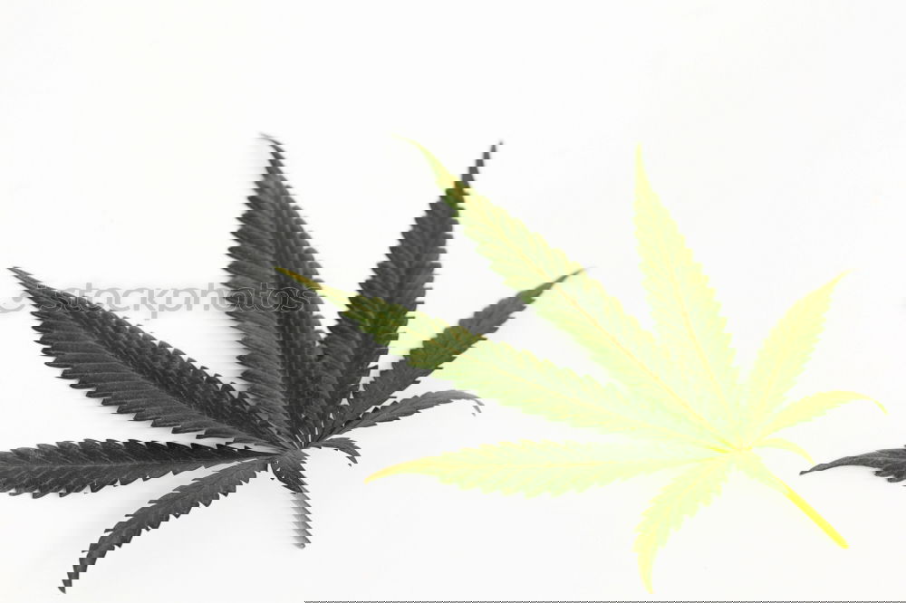 Similar – Image, Stock Photo Cannabis