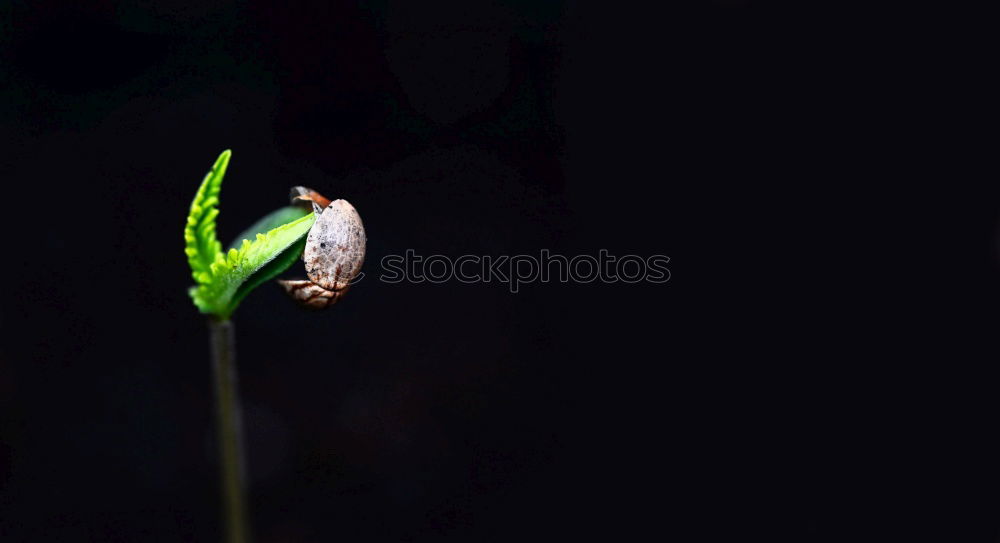 Checkerboard flower; Fritillaria meleagris;