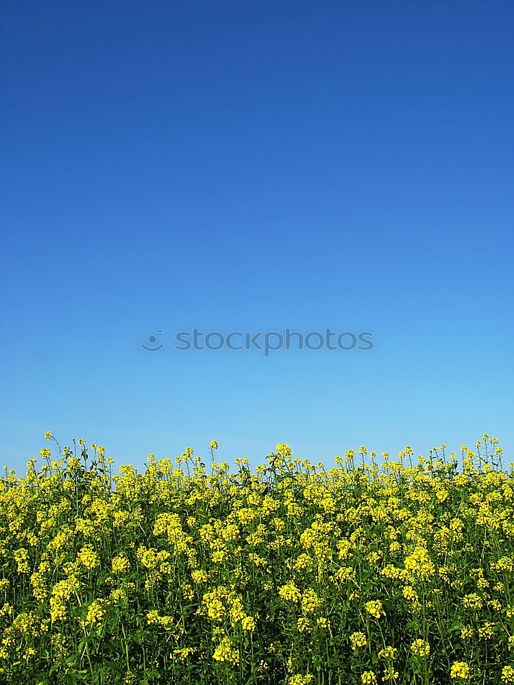 Similar – La colza I Canola Plant