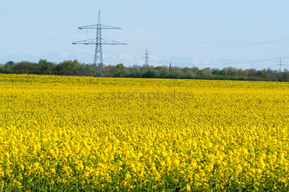 Similar – rapsfeld Canola