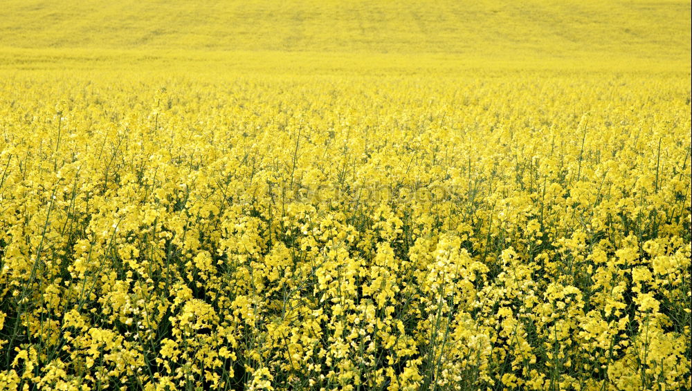 Similar – Peace in Rapsfeld I Canola