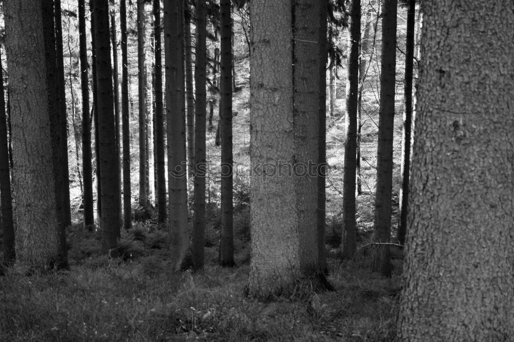 Similar – Ghost forest in Nienhagen III