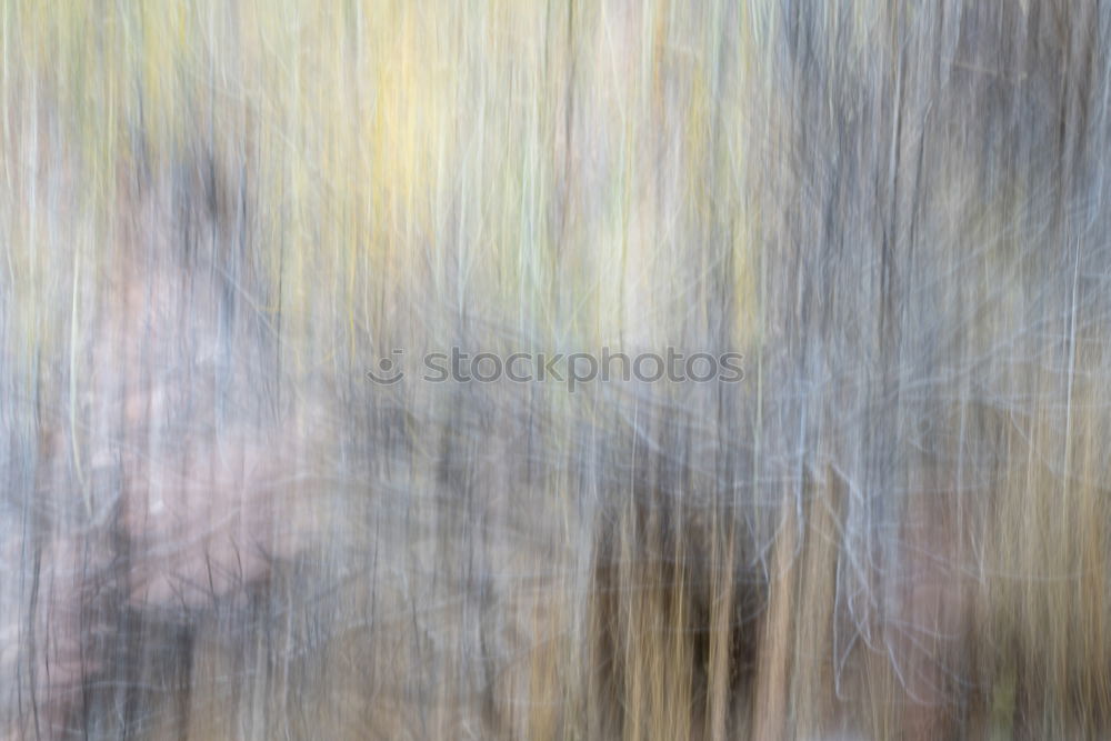 Similar – Image, Stock Photo abstract dandelion flower plant