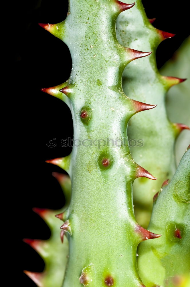 Similar – cactus Cactus Green Thorny