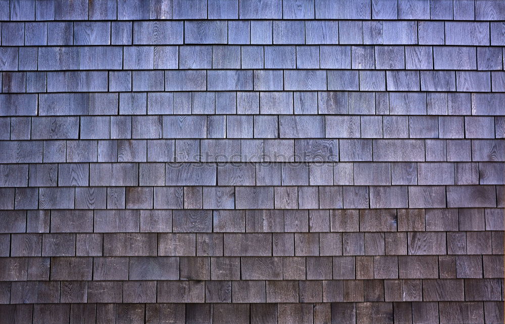 Image, Stock Photo Pigeons on the roof 3 Bird