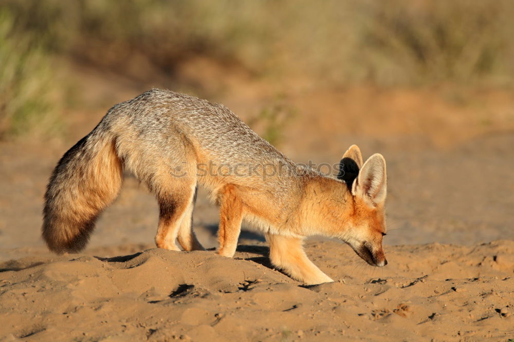 Similar – cute young red fox