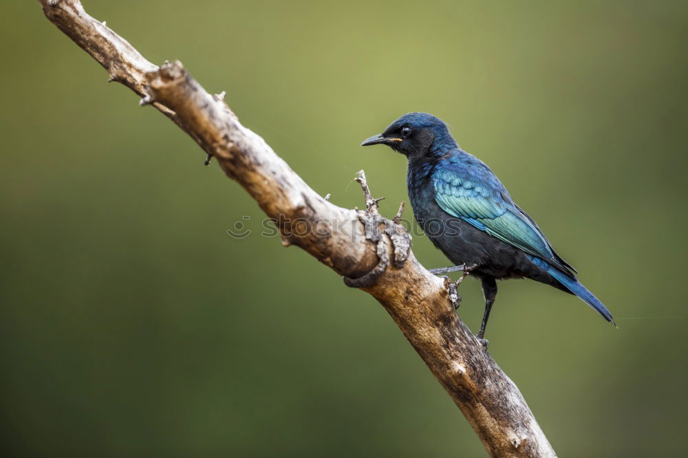 Similar – Image, Stock Photo Flying Artist II (Hummingbird, Cloud Forest Ecuador)