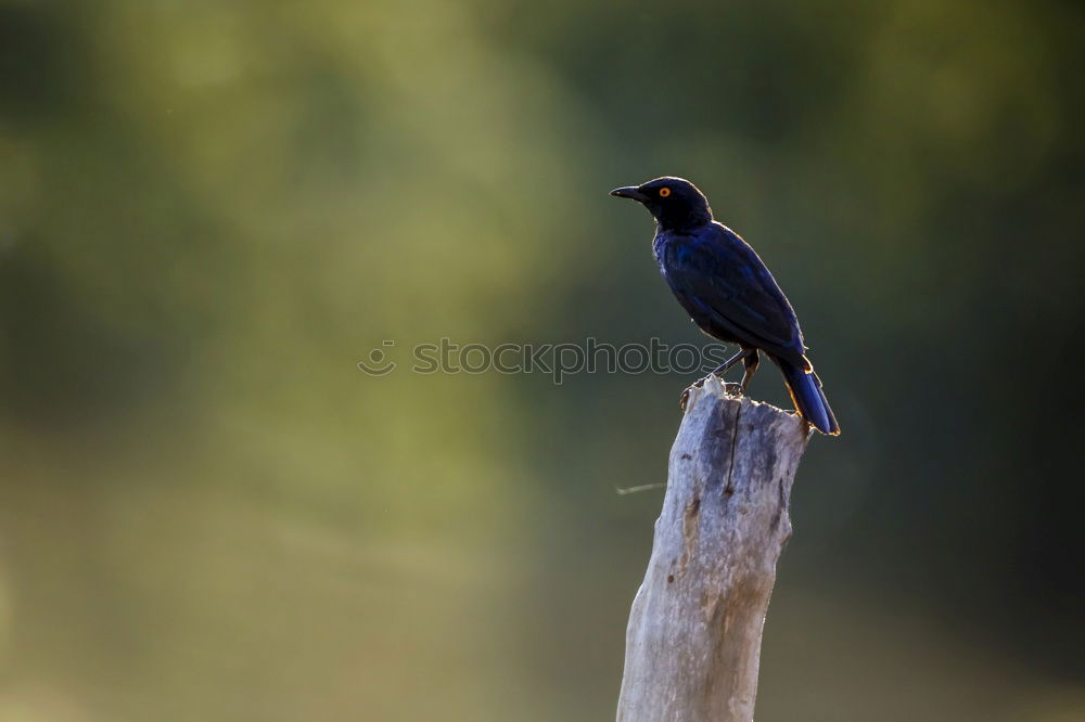 Similar – Black Drongo