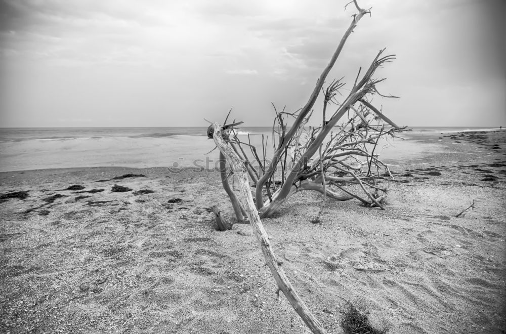 western beach Environment